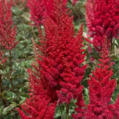 Астильба СКАЙСКРЕЙПЕР китайская в Минске