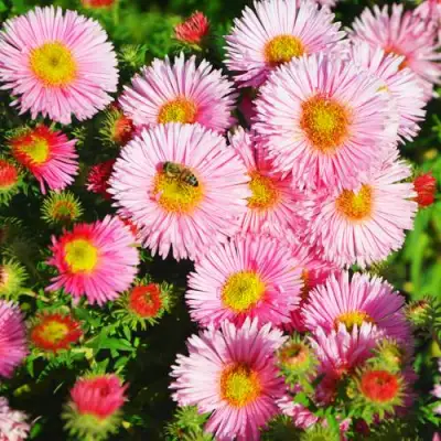 Астра РУДЕЛЬСБУРГ новоанглийская в Минске