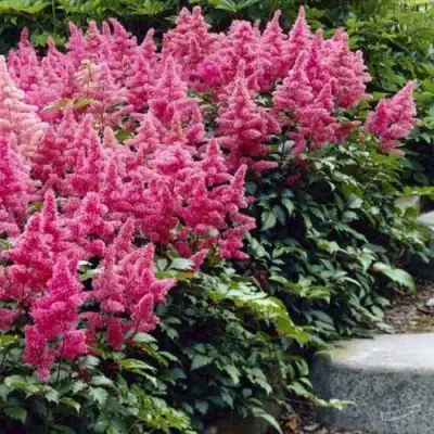 Астильба БОНН японская в Минске