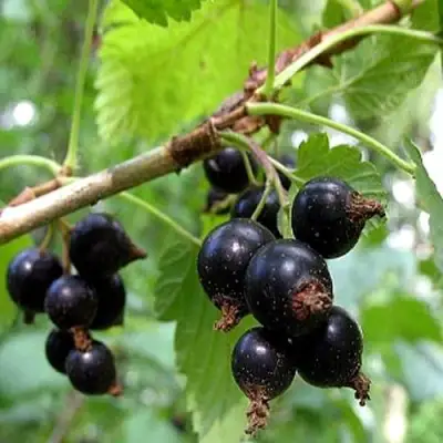 Смородина чёрная БИНАР в Минске