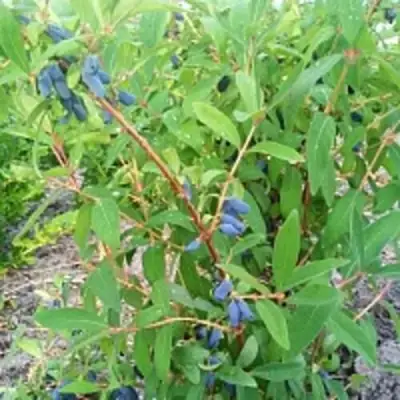 Жимолость съедобная АМФОРА в Минске