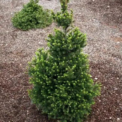 Ель ВИЛС ЦВЕРГ обыкновенная в Минске