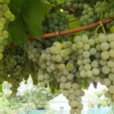 Виноград АНАНАСНЫЙ РАННИЙ в Минске