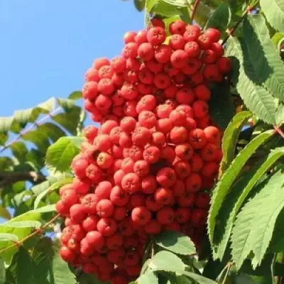 Рябина НЕВЕЖИНСКАЯ сладкоплодная в Минске