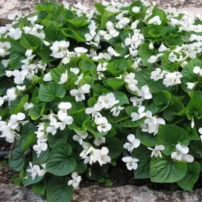 Фиалка АЛЬБИФЛОРА сестринская в Минске