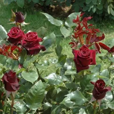 Роза БЛЭК БАККАРА чайно-гибридная в Минске