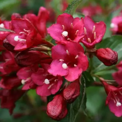 Вейгела ЕВА РАТКЕ в Минске