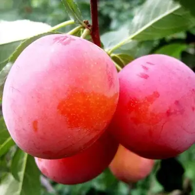 Слива КОМЕТА в Минске