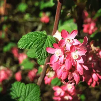 Смородина кроваво-красная ПУЛБОРО СКАРЛЕТ  в Минске