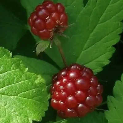 Княженика КЛОН в Минске