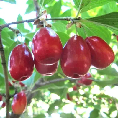 Кизил ЛУКЬЯНОВСКИЙ в Минске