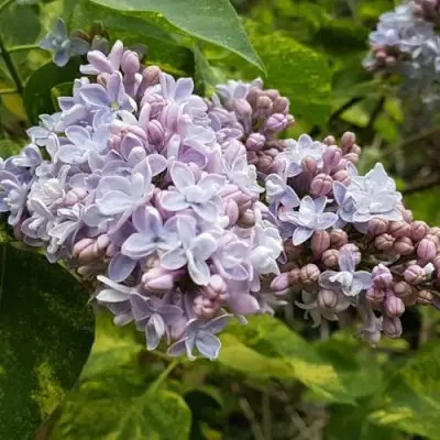 Сирень АУКУБАФОЛИЯ в Минске