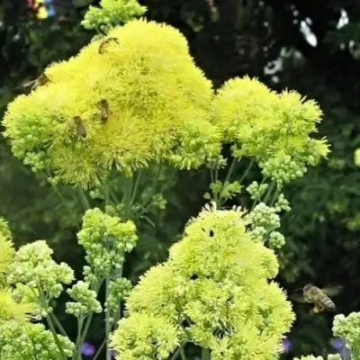 Василистник ГЛАУКУМ желтый в Минске