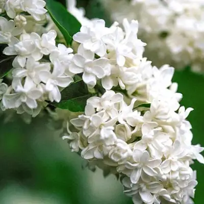 Сирень МАДАМ ЛЕМУАН в Минске