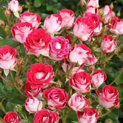 Роза ШОНЕ КОБЛЕНЦЕРИН флорибунда в Минске