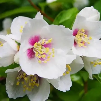 Жасмин БЕЛЬ ЭТУАЛЬ в Минске