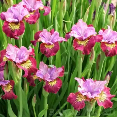 Ирис МИСС ЭППЛ сибирский в Минске