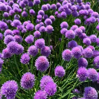 Лук-шнитт в Минске