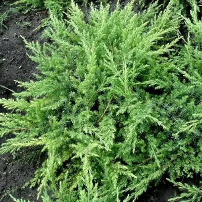 Можжевельник ШЛЯГЕР прибрежный в Минске