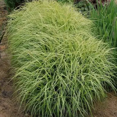 Осока ВАРИЕГАТА пальмолистная в Минске