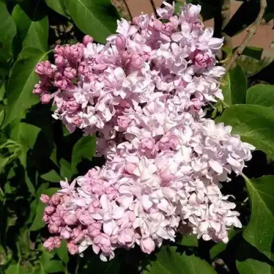 Сирень МИЛОСЕРДИЕ в Минске