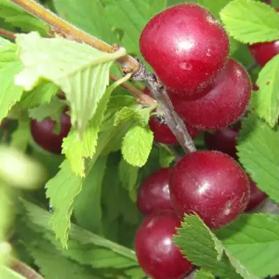 Вишня персиковая АФЛОЦЕРАЗУС в Минске