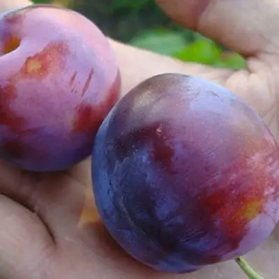 Слива РЕНКЛОД в Минске