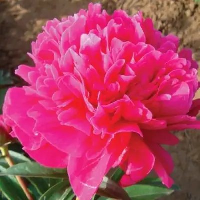 Пион РУБИНОВЫЙ СВЕТ травянистый в Минске