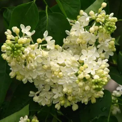 Сирень ПРИМРОУЗ в Минске