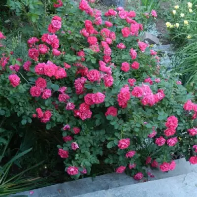 Роза ДЖОРДЖ ВАНКУВЕР флорибунда в Минске