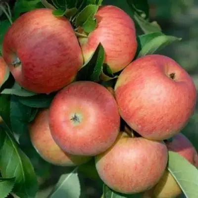 Яблоня ТОПАЗ в Минске