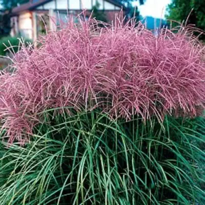 Мискантус МАЛЕПАРТУС китайский  в Минске