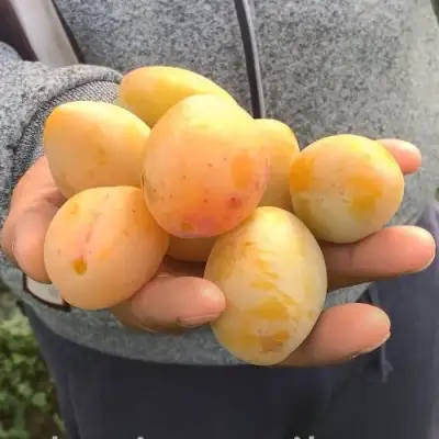 Слива ЯХОНТОВАЯ в Минске