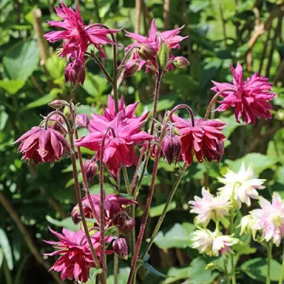 Аквилегия БАРЛОУ БОРДО обыкновенная в Минске