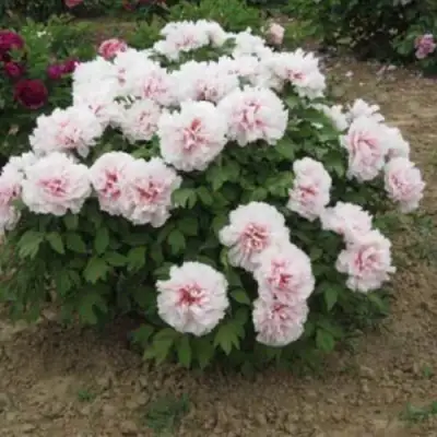 Пион ПЕРСИК ПОД СНЕГОМ древовидный в Минске