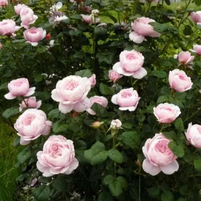 Роза КУИН ОФ СУИДЕН (КОРОЛЕВА ШВЕЦИИ) английская в Минске