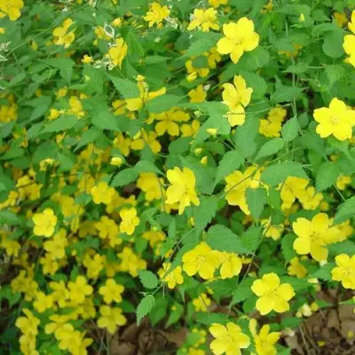 Керрия японская ГОЛДЕН ГИНЕЯ в Минске