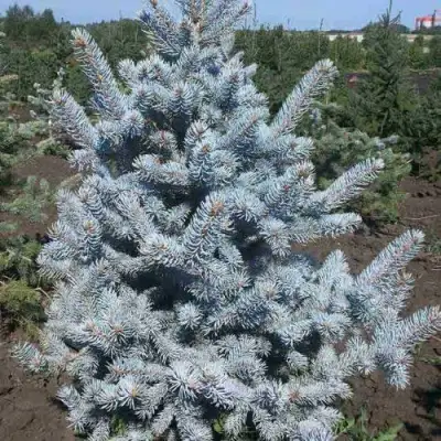 Ель МИСТИ БЛЮ голубая в Минске