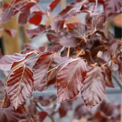 Бук лесной АТРОПУНИЦЕА в Минске