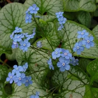 Бруннера ДЖЭК ФРОСТ в Минске