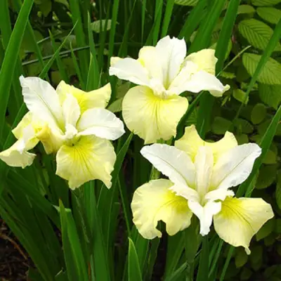 Ирис ЙЕЛЛОУ ТЕЙЛ сибирский в Минске