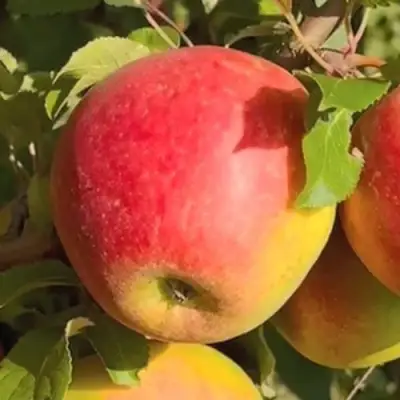 Яблоня САКАВИТА в Минске