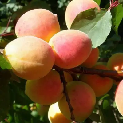 Абрикос СЮРПРИЗ в Минске