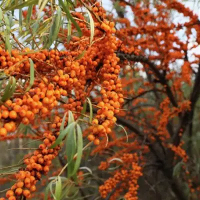 Облепиха СЕРАФИМА в Минске