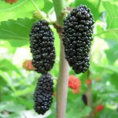 Шелковица ГАЛИЦИЯ в Минске