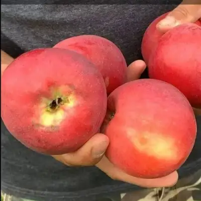 Яблоня ШТРИФЕЛЬ КРАСНЫЙ в Минске