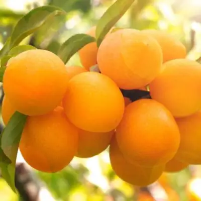 Слива МАРА в Минске