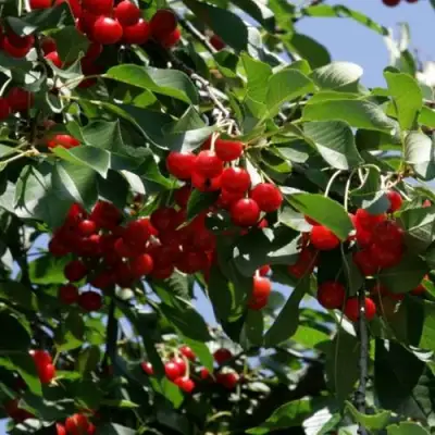 Вишня БРУСНИЦЫНА степная в Минске