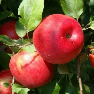 Яблоня ВАЛЕРИЯ в Минске