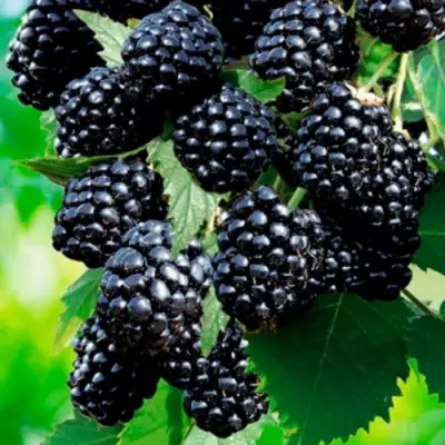 Ежевика ЛОХТЕЙ бесшипная в Минске